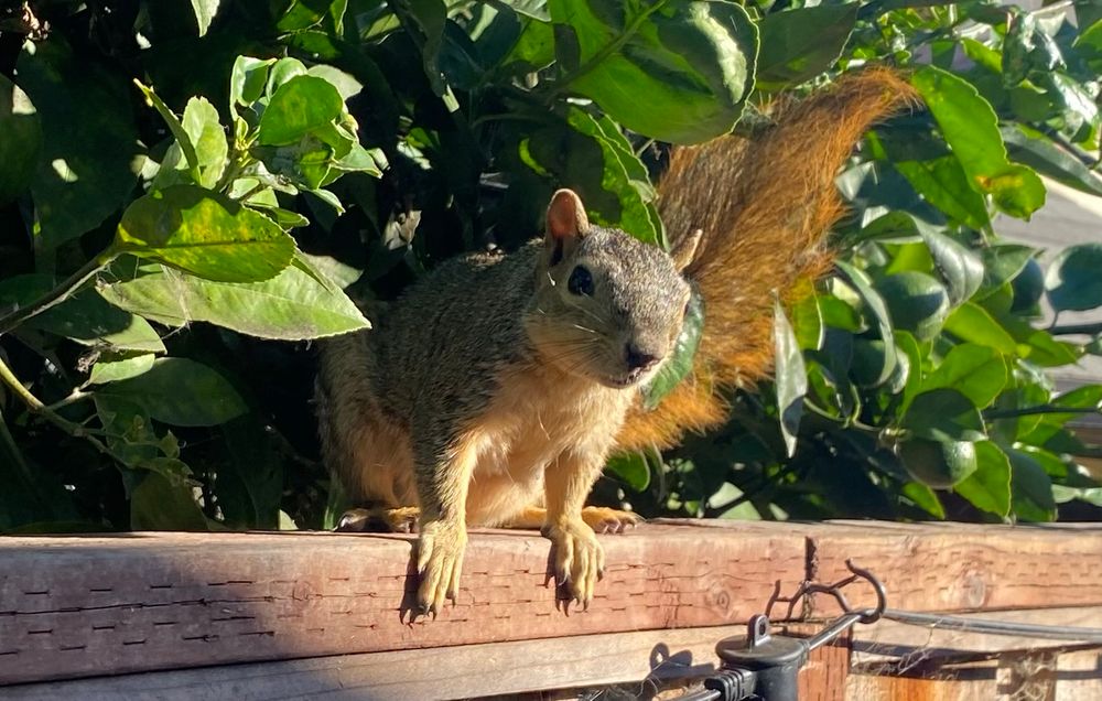 Brown squirrel on fence surrounded by green lemon tree leaves. 