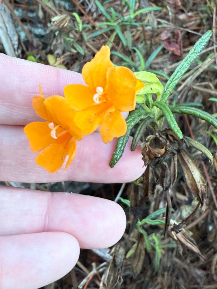 Orange monkeyflower, Diplacus aurianticus. An orange, tube-like flower with ~six partially fused petals, and narrow, needle-like leaves. In the same family (Phrymaceae) as East Coast monkeyflowers (Mimulus spp), but different genus. 