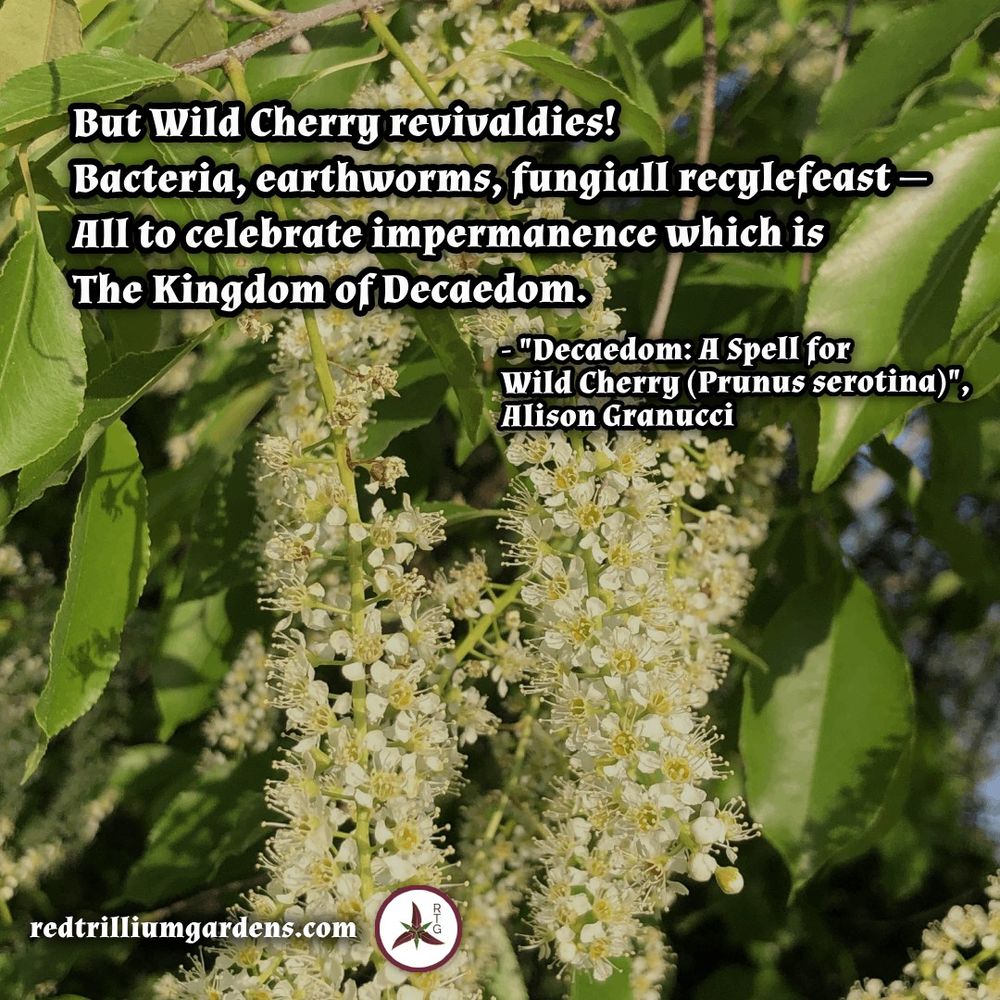 The background photo shows the serrated leaves and hanging white flower clusters of black cherry (Prunus serotina). The foreground text is a quote from the Alison Granucci poem 'Decaedom: A Spell for Wild Cherry (Prunus serotina)' (see post). The base photo is by Famartin - Own work, CC BY-SA 4.0, https://commons.wikimedia.org/w/index.php?curid=131792446