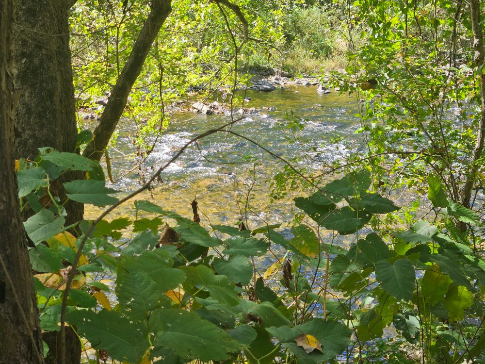 A rishing river with white ripples over rocks is framed between dark green leaves and brown tree trunks.