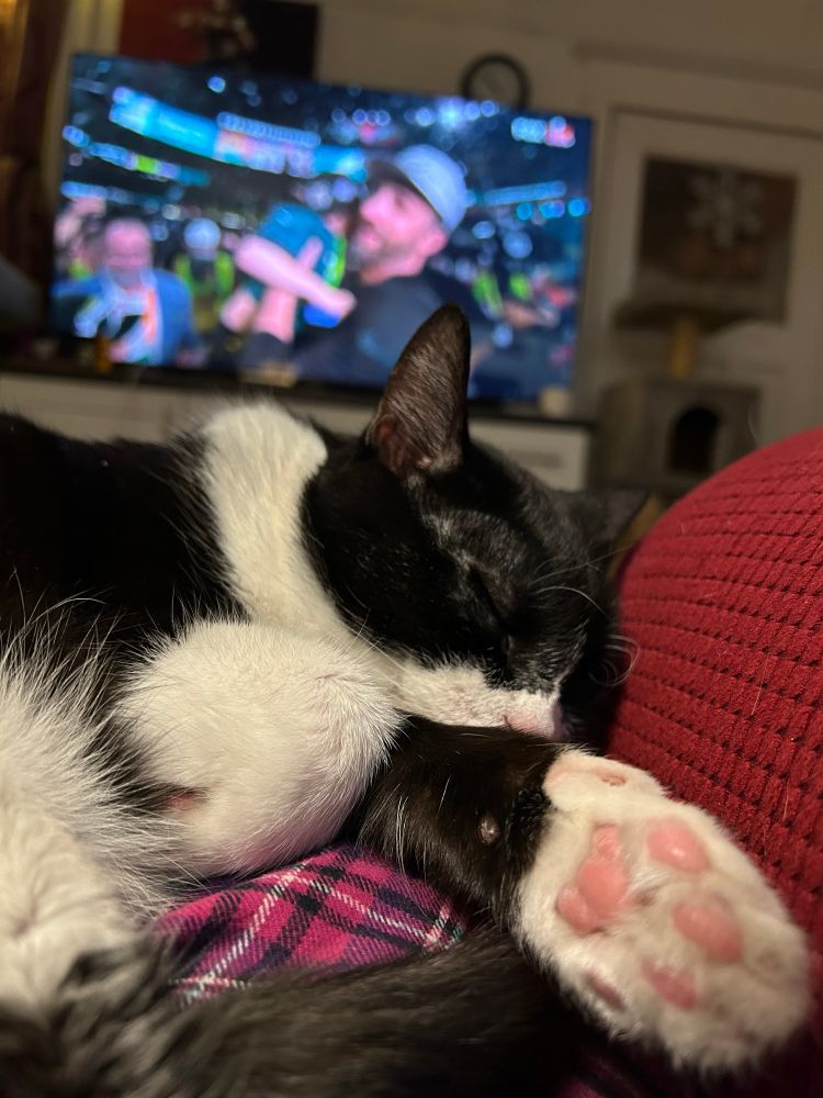 Liv the tuxedo cat snoozing in front of the tv after watching an extremely entertaining SuperBowl and Halftime show. Her front paw toe beans are in full display