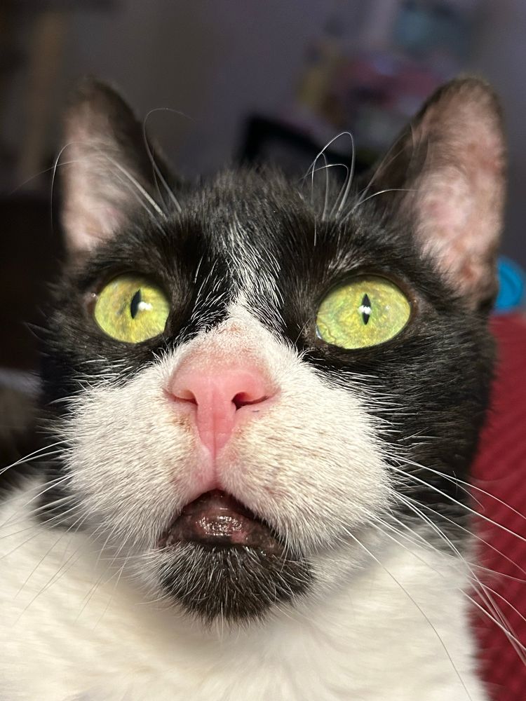 Tuxedo cat looking at (probably) ghosts