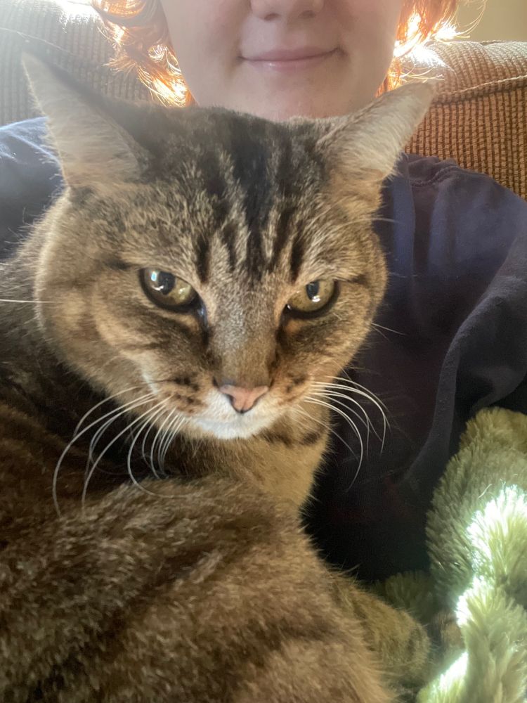 brown cat with yellow eyes staring at the camera on a blanket