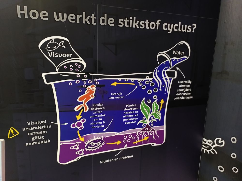 Foto van een figuur die de stikstofcyclus in een aquarium uitlegt.