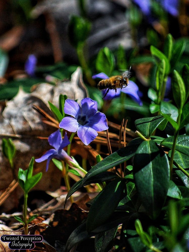 A photograph of purple early spring flowers and small green leaves with a black and yellow bee flying over them.