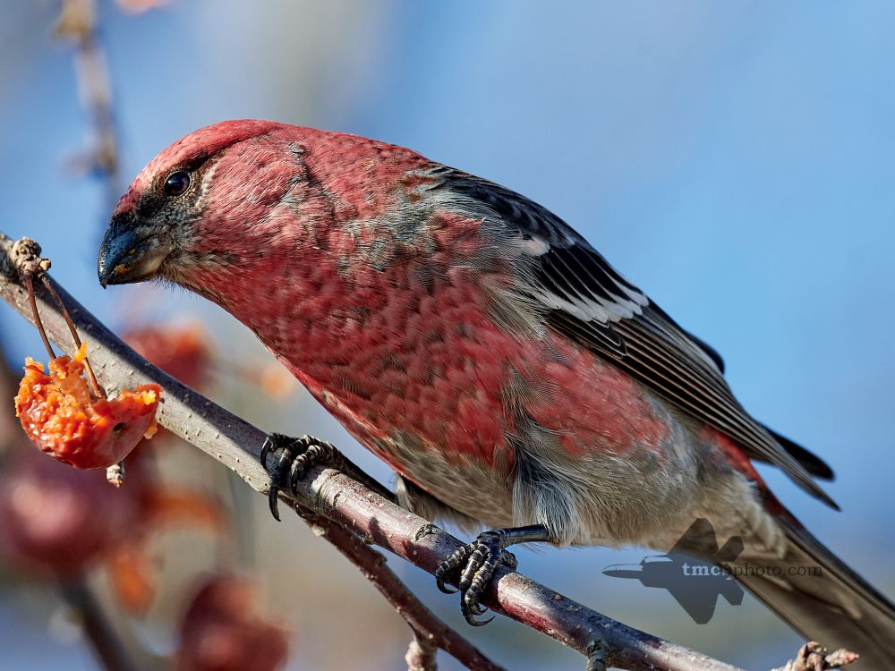A male Pine Grosbeak chows down on a Crabapple ornamental tree.