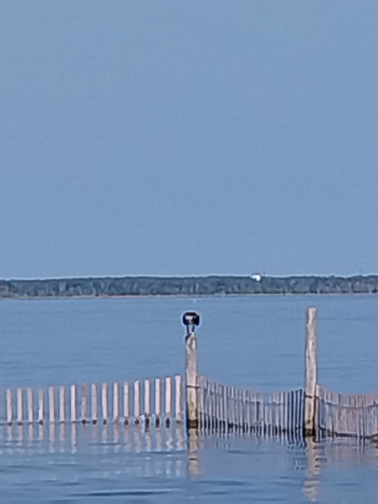 Osprey on a post in the bay eating a fish.