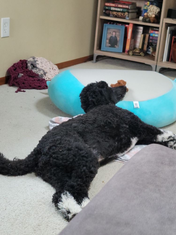 Photo of a black and white poodle type dog laying her head on the upside down side of a blue dog bed with a small teddy bear toy by her nose. 