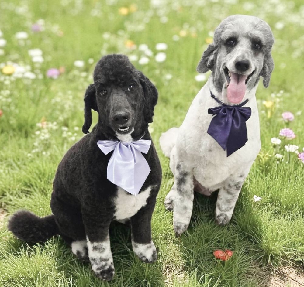 Photo of a mostly black poodle type dog and a mostly white poodle type dog wearing fancy bow collars, sitting in the grass with smiles. 