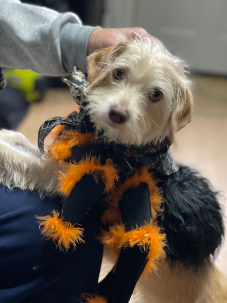 Small dog wearing a black and orange spider costume, looking at the Samara wondering why his mom does this to him. 