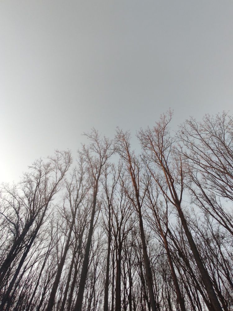 La cime des arbres sur fond gris. 