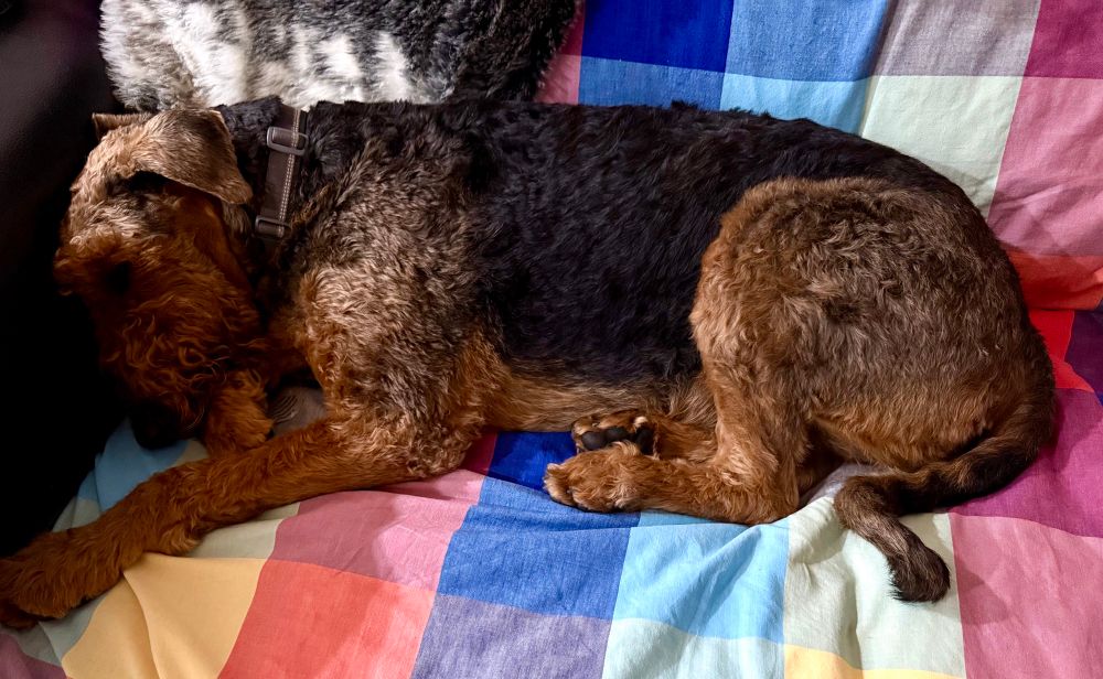 Bobby lying on the couch, keeping his head down behind the arm of the couch. 