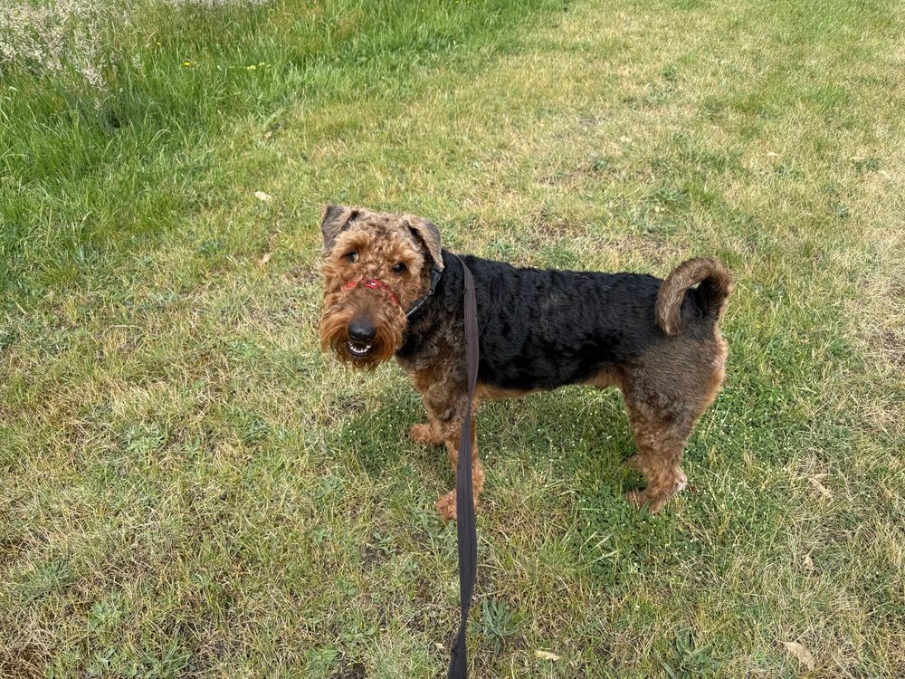 Airedale Terrier - Bobby 