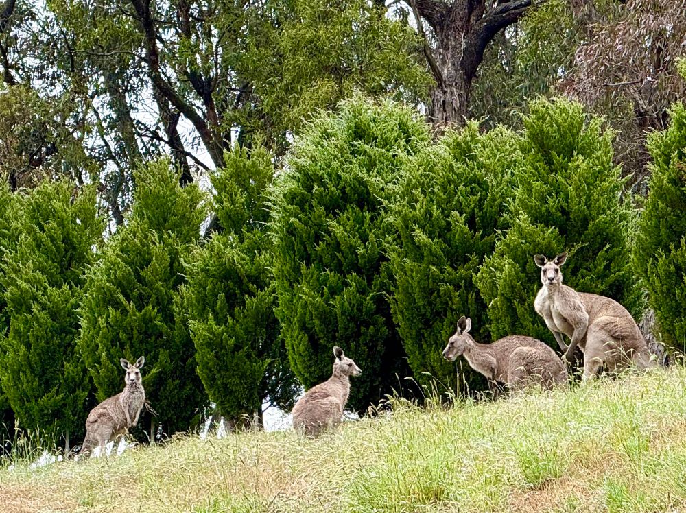 A group of four wild kangaroos grazing on a hill side. 