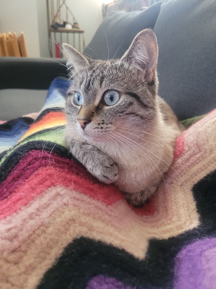 The cream tabby cats eyes are blown wide with focus off to the side