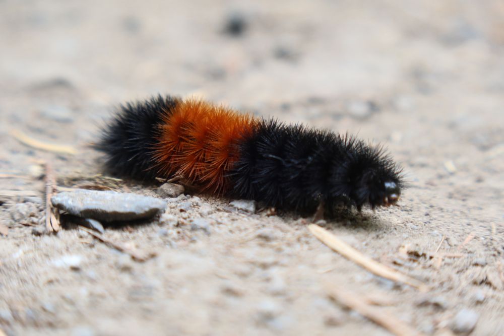An orange and black caterpillar crawling on the ground