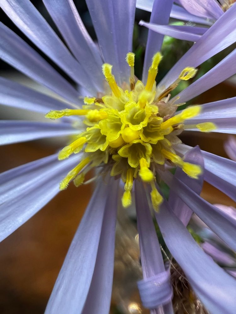 Photograph of an aster composite flower. Yellow disc florets and light purple ray florets.