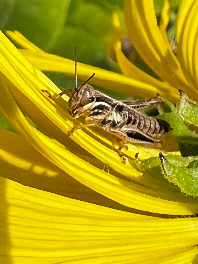 Photograph of a grasshopper on a yellow flower, probably Compass Plant. 