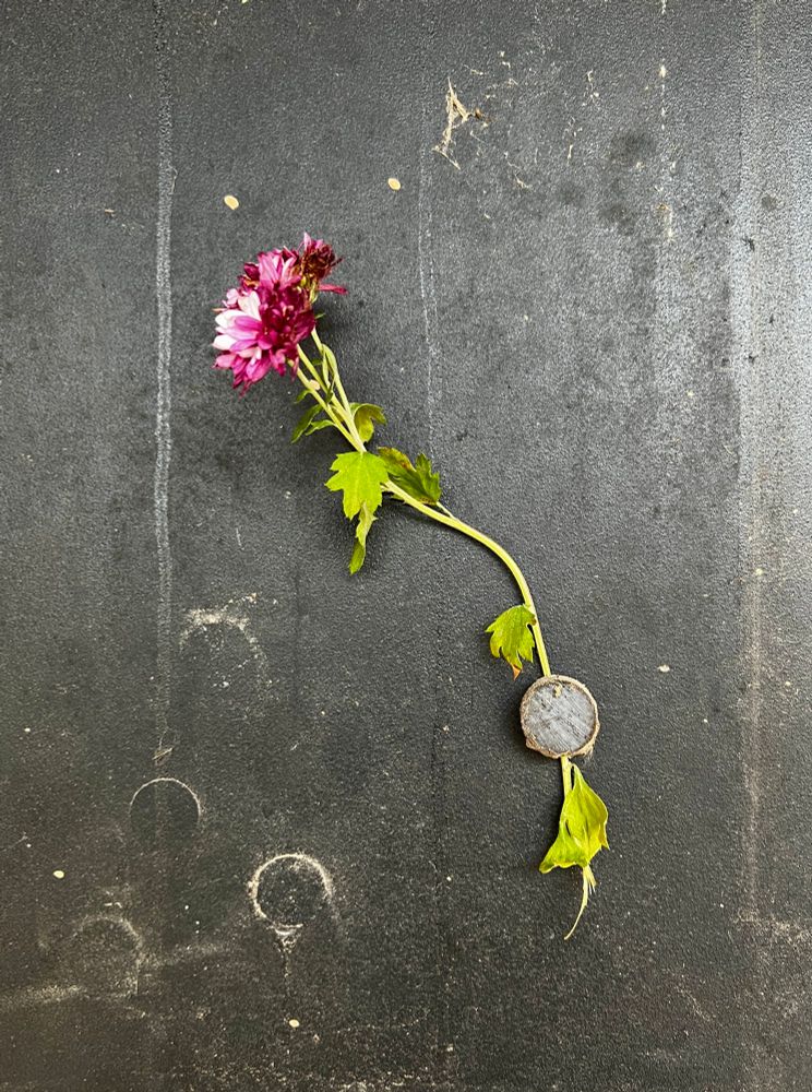 Purple and white flower, light green stem, slightly wilted, attached via small round magnet to a grimy worn black metal door.