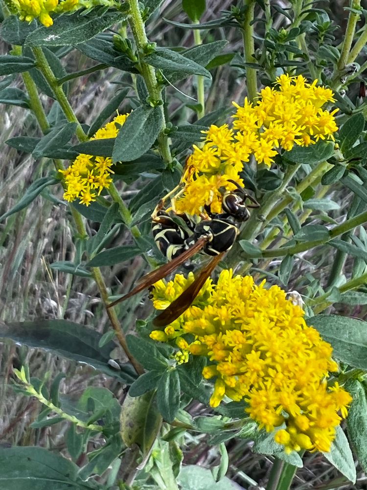 Photograph of a paper wasp on goldenrod flowers, slightly different angle.