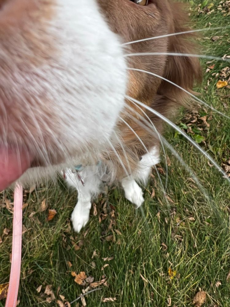 Photo of nose and some whiskers of a Border Collie sitting on grass.
