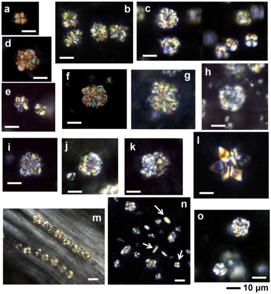 Calciphytoliths (calcium oxalate crystals) analysis for the identification of decayed tea plants (Camellia sinensis L.) - Scientific Reports