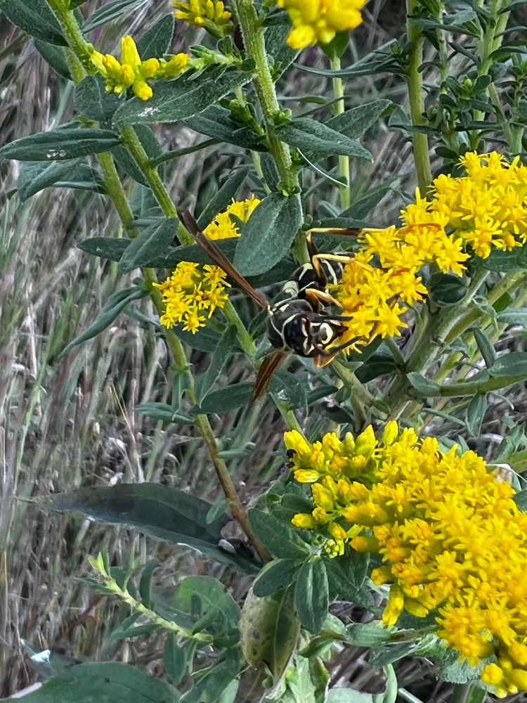Photograph of a paper wasp on goldenrod flowers.