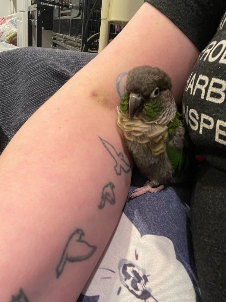 A small green parrot (green cheek conure) is fluffy and sitting comfortably in the crook of a person’s elbow.