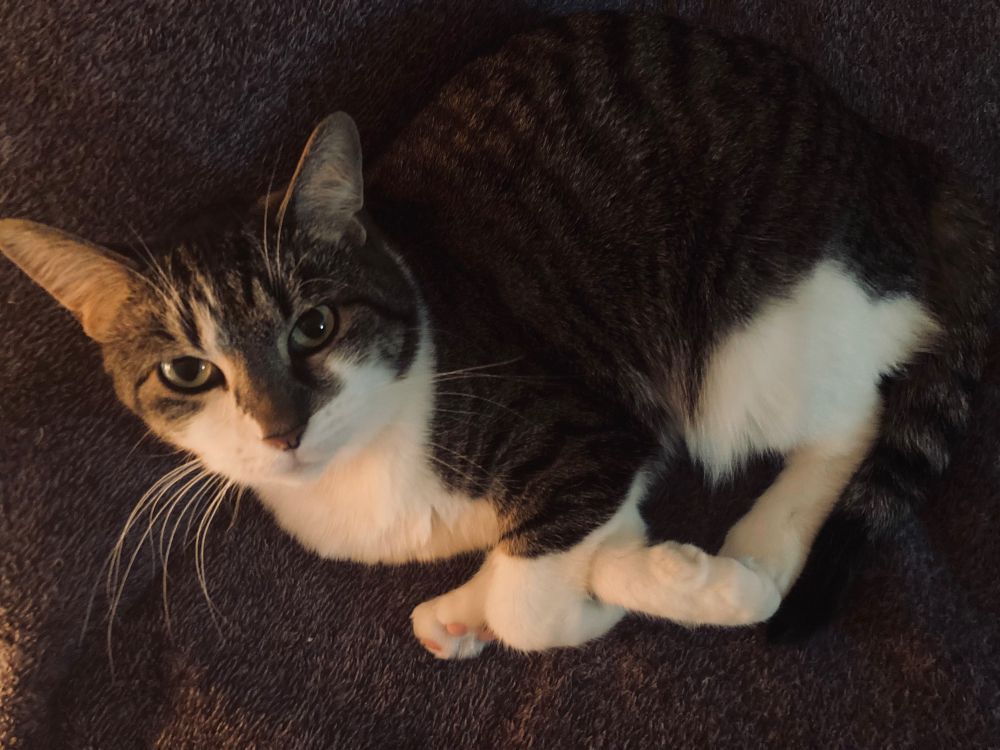 Cat looking messed up in the limbs