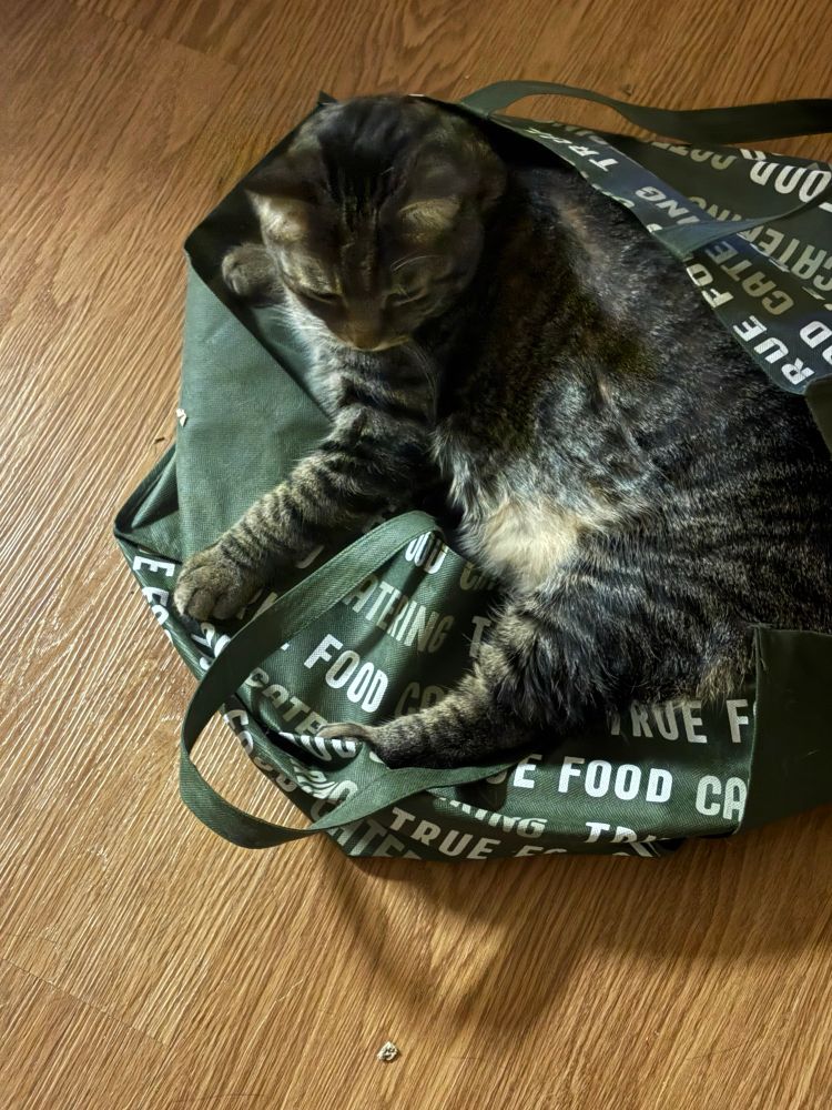 A chonky tabby cat lounges in his favorite green bag 