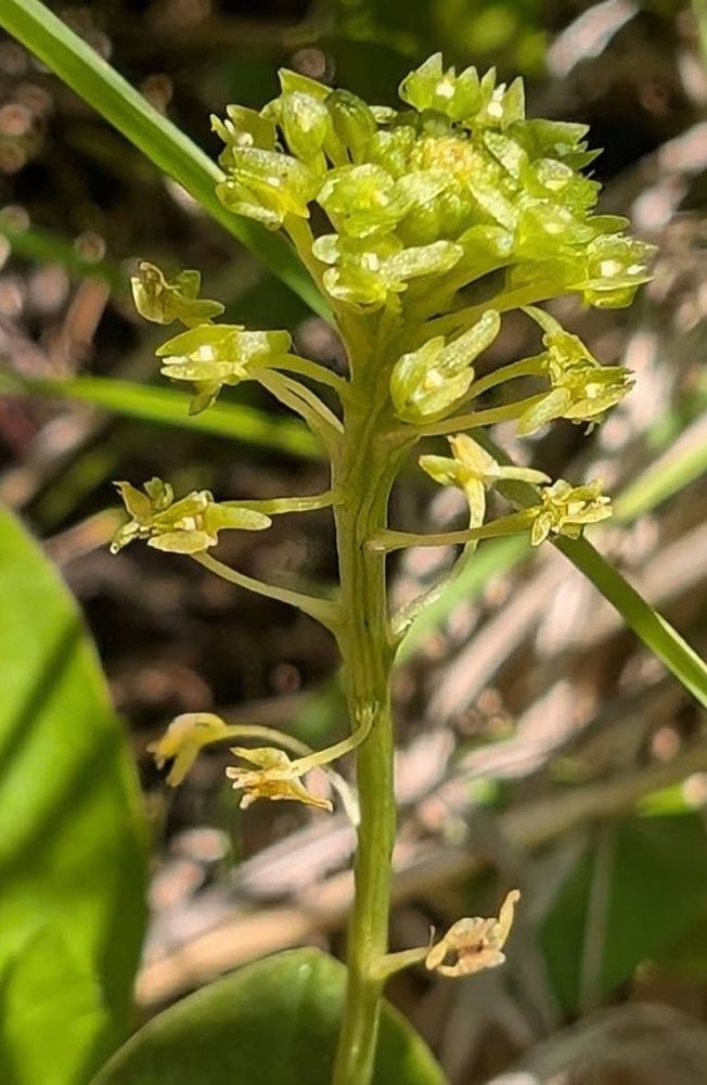 MassWildlife botanist Bob Wernerehl, in collaboration with fellow botanists Dr. Robert Bertin and Matthew Charpentier, found these tiny green adder's-mouth orchids during a survey this summer. 
