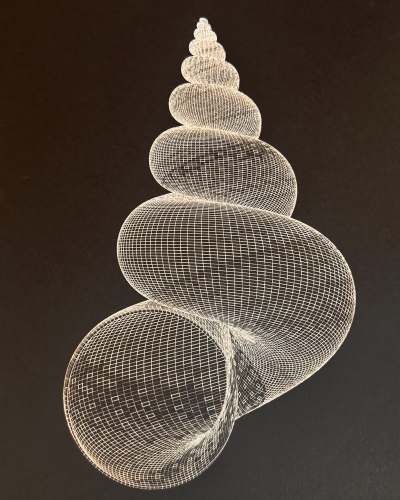 White ink wireframe drawing of a spire shell on black paper. Intricate detail. 