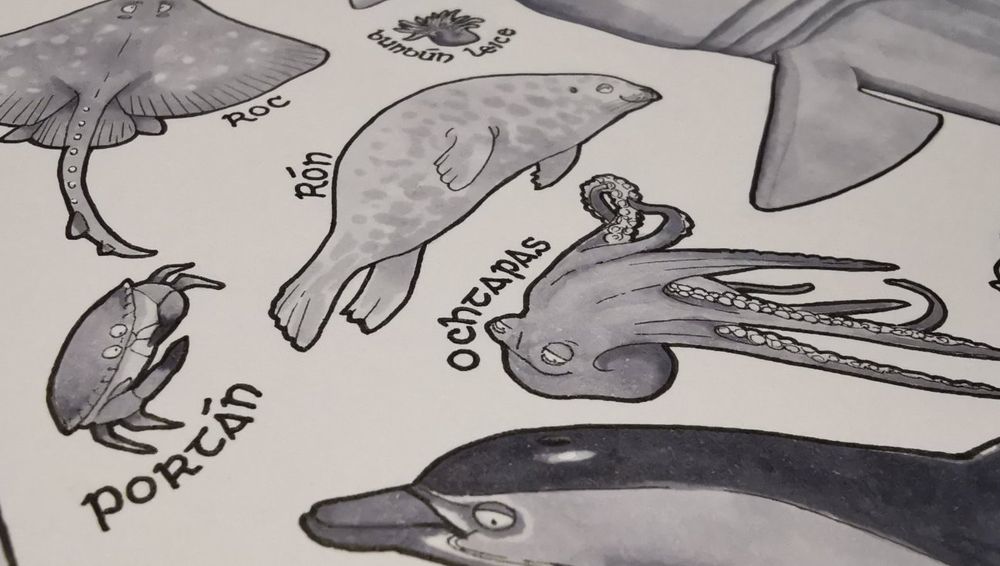 Close up of the Irish Aquatic Life print