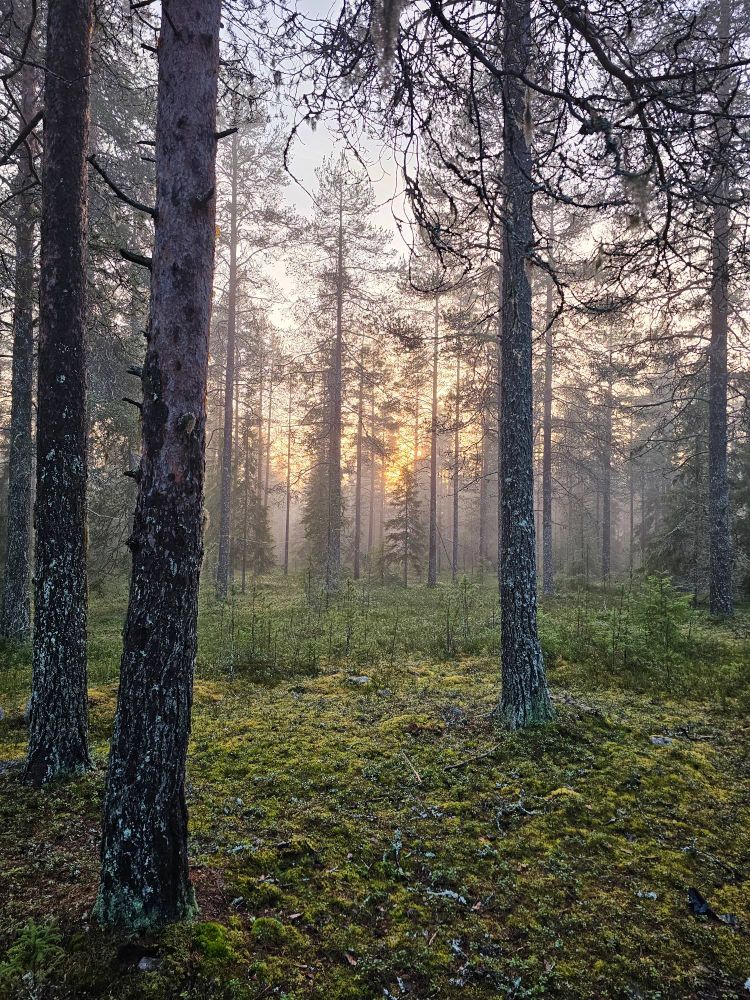 Sunset filtering through the trees. 