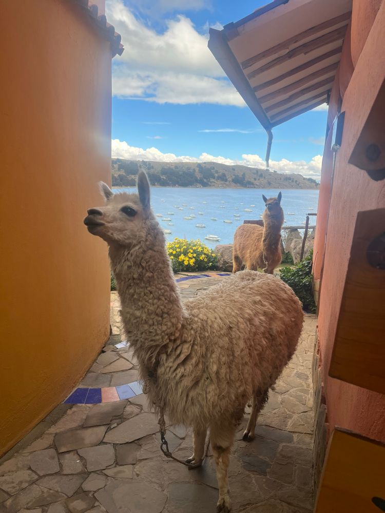 Two llama between red and yellow buildings in front of a small bay.