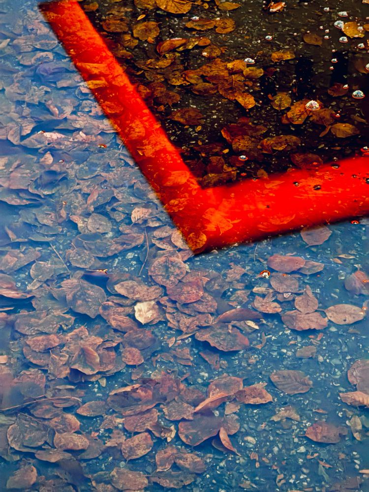 Leaves submerged in a puddle reflecting the orange lit cornice of a building 