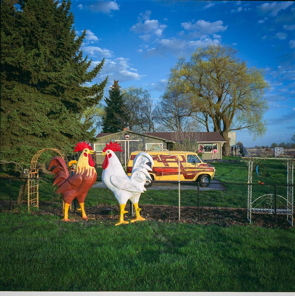 2 large plastic roosters in front of a 70's van and farmhouse.