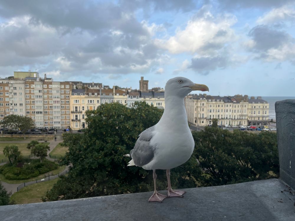 Herring gull staring through a window.