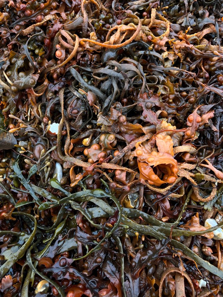 A mass of brown and red seaweeds glistening on the beach. 