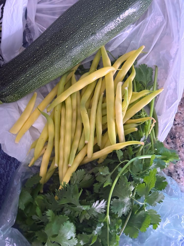 A spread of homegrown vegetables—zucchini yellow string beans and cilantro 