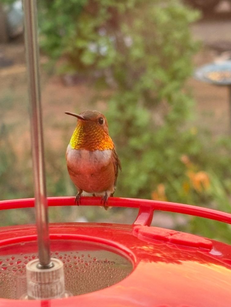 A hummingbird with a beautiful orange neck sitting on a bird feeder and looking at the camera. I believe it is a Rufous hummingbird.