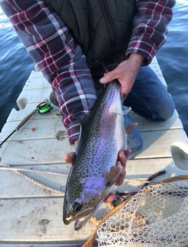 Close up of a rainbow trout that I caught from the dock on a Colorado lake with my fly rod. The trout was returned unscathed.
