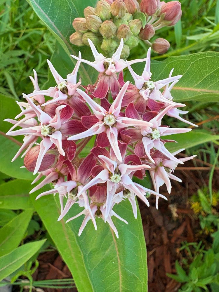 A fairly close up picture of some showy milkweed flowers. The five pointed tips are pink with white tips. The rest is a more of deep red and purple . Nice healthy big green leaves.