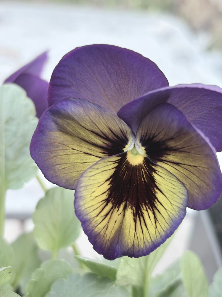 A close up of a deep purple and yellow pansy.