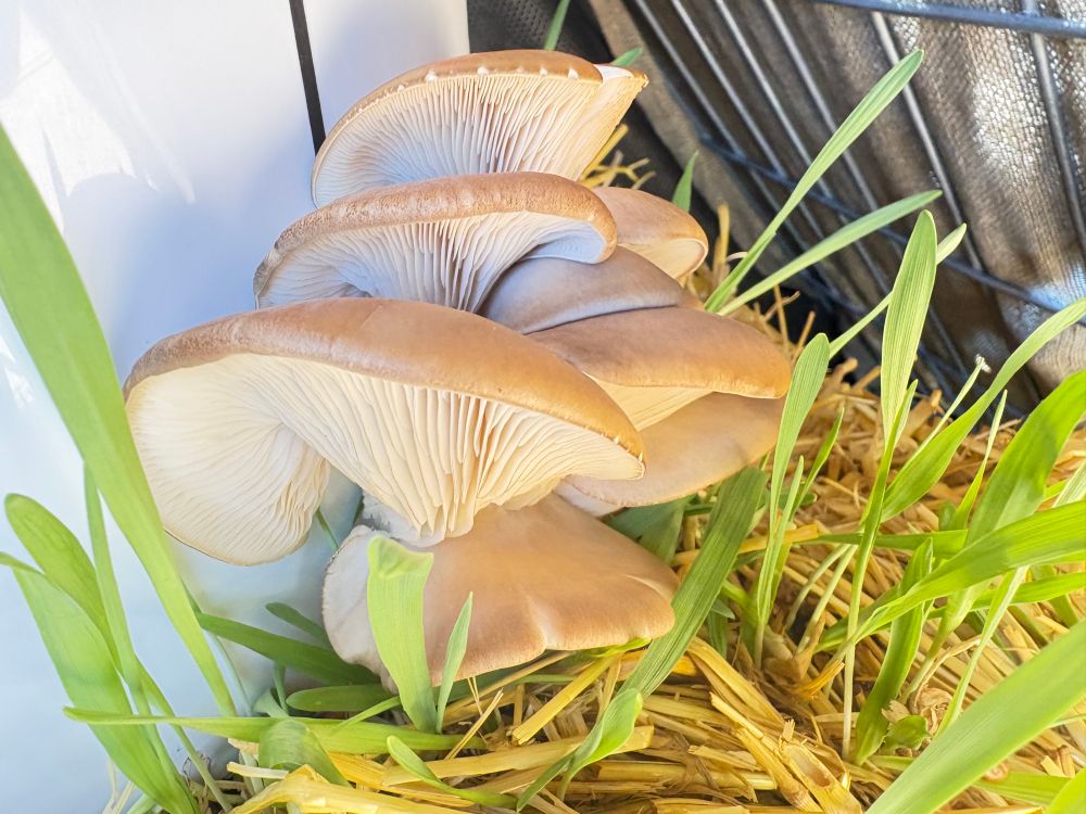 A fairly close up picture of a cluster of Blue Oyster Mushrooms fruiting from a hole drilled into a 5 gallon bucket filled with straw and mushroom sawdust spawn. The straw under the bucket is starting to regrow and the grass is a nice spring shade of green. This is my first year growing Blue Oysters (Pleurotus ostreatus var. columbinus)but I also have and still grow Winecaps (Stropharia rugosoannulata). 
