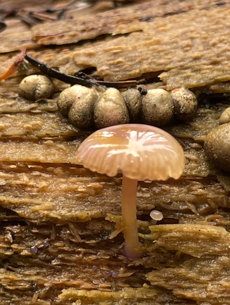 A close up of a mushroom on a wet and rotting log. The sky and forest trees are reflected on the wet cap of the mushroom. There’s a very tiny mushroom next to the one in focus. There are some other small fungus species above the main subject.