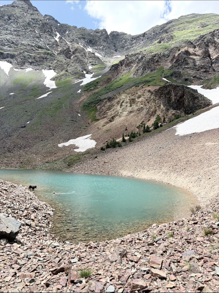A couple of dogs playing in the cold water in Velocity Basin near Silverton Colorado. 