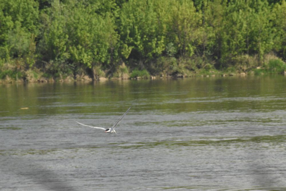 A tern flying over a river with leafy trees on the far bank. The bird’s wings make a wide V shape but its head is turned to its right.