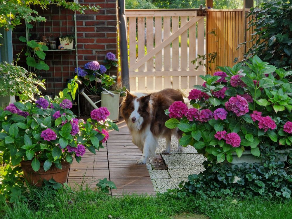 Hund in Hortensien
