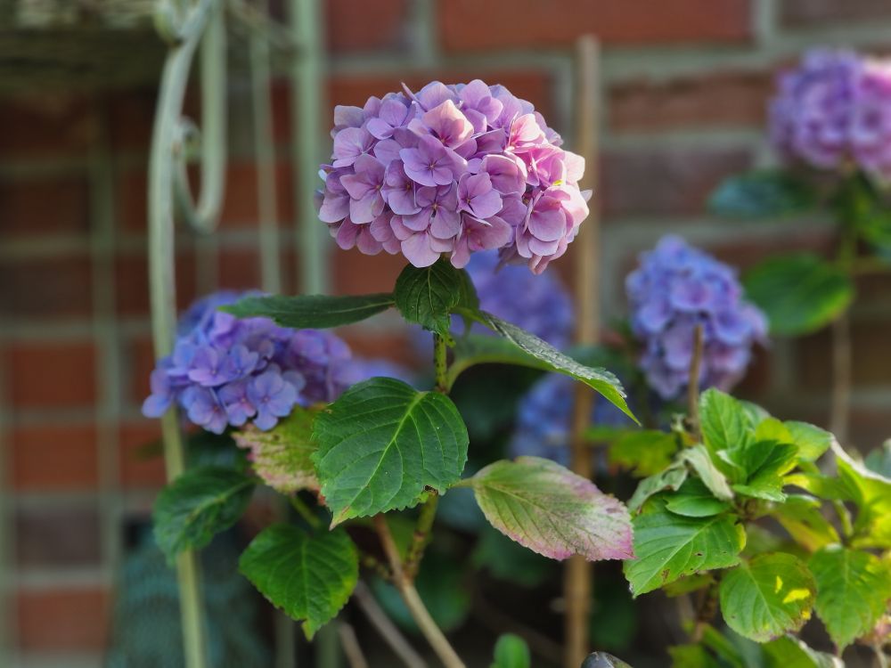 Hortensie 